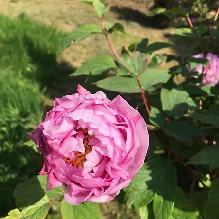 Moulin De Coupigny Fontenille-Saint-Martin-d'Entraigues